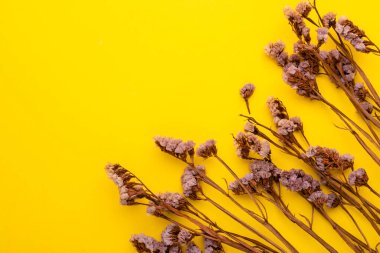 Sarı arka planda iç dekorasyon için üst manzara kuru çimen çiçeği. Test veya tasarım için fotokopi alanı ile çekim