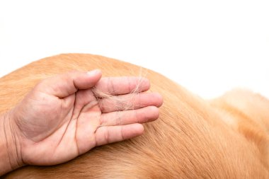 Köpek kürk kavramını kaybediyor. Üstteki el bir köpek üzerinde kürk ya da köpek tüyü tutuyor.