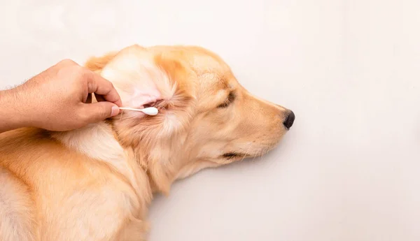 狗耳朵清洁 男人用白色的棉花芽清洁狗的耳朵 顶部视图 — 图库照片