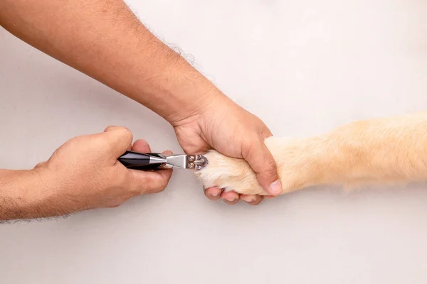 Dog nail cutting. Man using nail clipper for animal to cutting dog nail. Top view