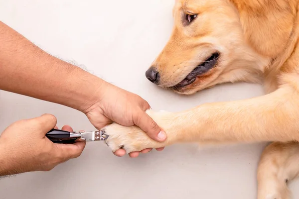 Вырезание Собачьих Ногтей Человек Использующий Ножницы Ногтей Животных Стрижки Собачьих — стоковое фото