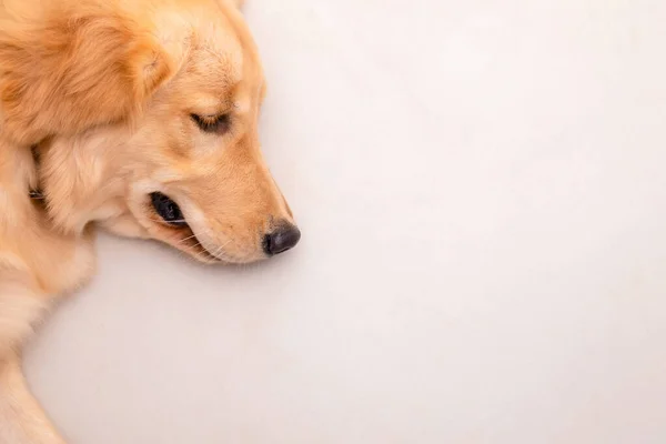 Brown Dog Golden Retriever Laying Floor Top View Copy Space — Stock Photo, Image