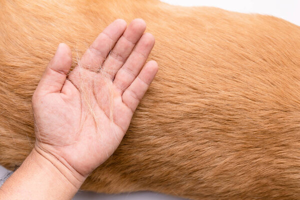 Dog has been losing fur concept. Top view hand holding fur or dog hair on a dog body