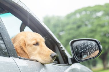 Kahverengi köpek (Golden Retriever) yağmurlu bir günde arabada oturuyor. Hayvan konseptiyle seyahat etmek