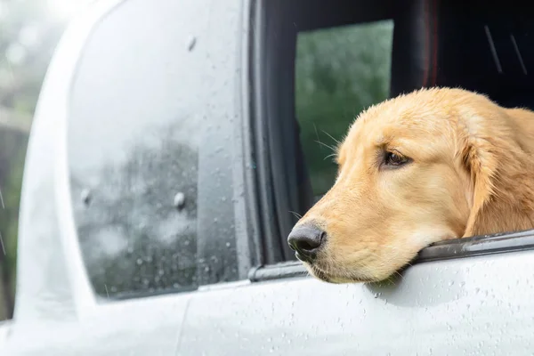 Cane Bruno Golden Retriever Seduto Macchina Nel Giorno Della Pioggia — Foto Stock