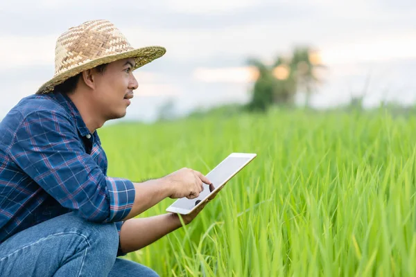 Молодой Азиатский Фермер Использует Планшет Рисовом Поле Использование Технологии Концепции Лицензионные Стоковые Фото