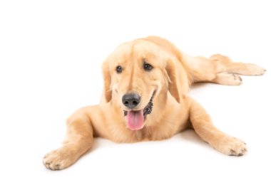 Beyaz arka planda 7 ay boyunca izole edilmiş kahverengi köpek portresi. Hayvan konsepti için