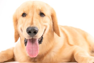 Beyaz arka planda 7 ay boyunca izole edilmiş kahverengi köpek portresi. Hayvan konsepti için