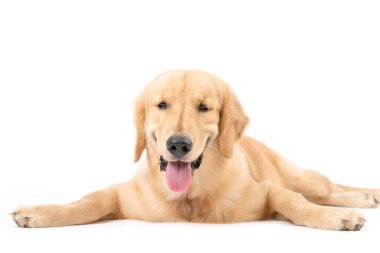 Beyaz arka planda 7 ay boyunca izole edilmiş kahverengi köpek portresi. Hayvan konsepti için