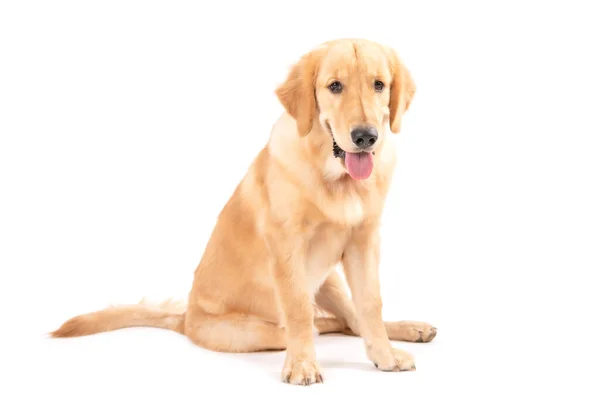 Portrait Chien Brun Mois Golden Retriever Isolé Sur Fond Blanc — Photo