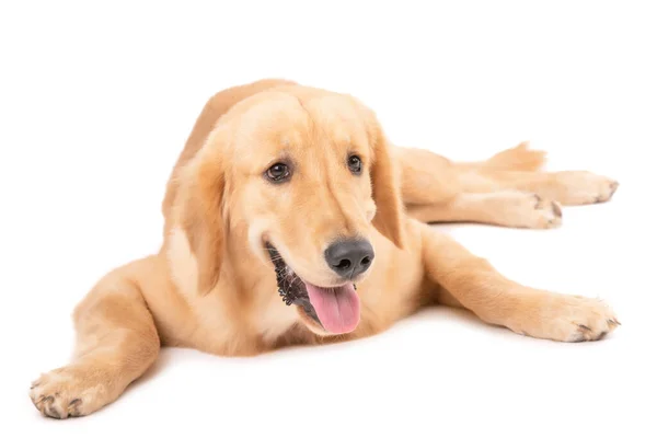 Portrait Months Brown Dog Golden Retriever Isolated White Background Animal — Stock Photo, Image