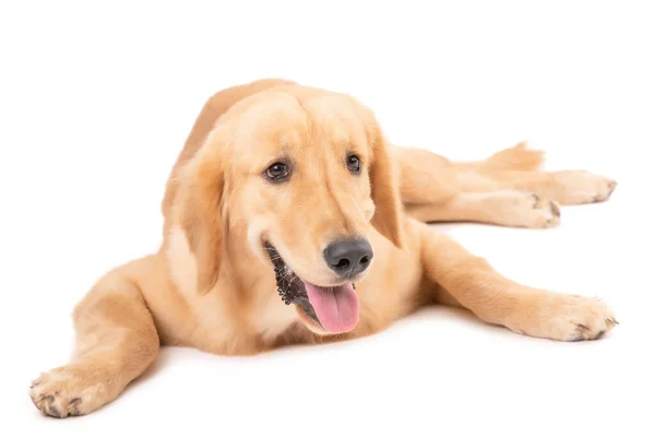 Portrait Chien Brun Mois Golden Retriever Isolé Sur Fond Blanc — Photo