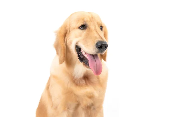 Portrait Chien Brun Mois Golden Retriever Isolé Sur Fond Blanc — Photo