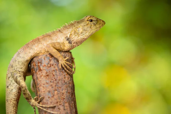 Makro Chamäleon Der Natur Outdoor Shooting Auf Natur Grün Verschwimmen — Stockfoto