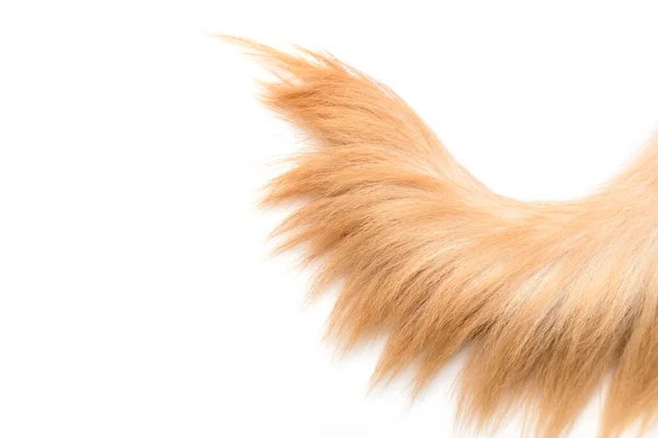 Närbild Brun Hund Svans Golden Retriever Isolerad Vit Bakgrund Ovanifrån — Stockfoto