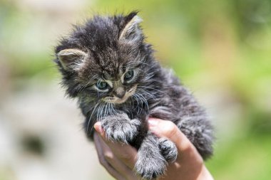 Küçük kedi yavrusu çimenlerin üzerinde güneş ışığında bulanık arka planda.