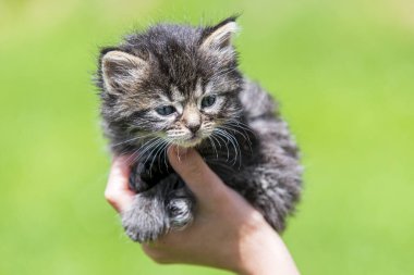 Küçük kedi yavrusu çimenlerin üzerinde güneş ışığında bulanık arka planda.