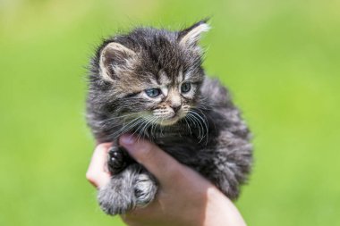 Küçük kedi yavrusu çimenlerin üzerinde güneş ışığında bulanık arka planda.