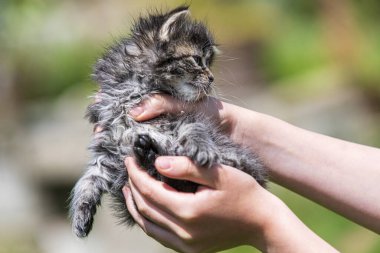 Küçük kedi yavrusu çimenlerin üzerinde güneş ışığında bulanık arka planda.