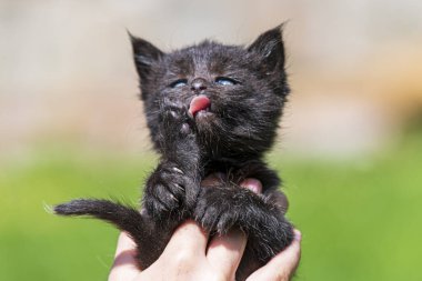 Küçük kedi yavrusu çimenlerin üzerinde güneş ışığında bulanık arka planda.