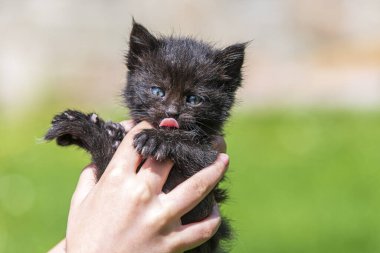 Küçük kedi yavrusu çimenlerin üzerinde güneş ışığında bulanık arka planda.