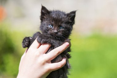 Küçük kedi yavrusu çimenlerin üzerinde güneş ışığında bulanık arka planda.