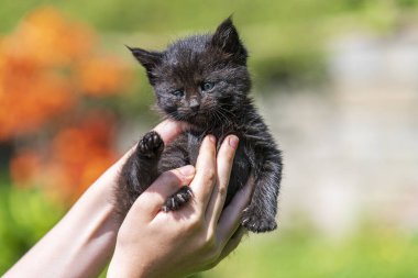 Küçük kedi yavrusu çimenlerin üzerinde güneş ışığında bulanık arka planda.