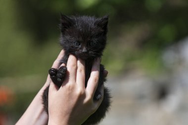 Küçük kedi yavrusu çimenlerin üzerinde güneş ışığında bulanık arka planda.
