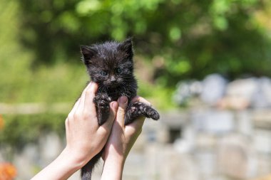 Küçük kedi yavrusu çimenlerin üzerinde güneş ışığında bulanık arka planda.