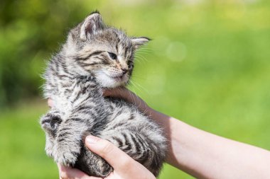 Küçük kedi yavrusu çimenlerin üzerinde güneş ışığında bulanık arka planda.