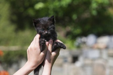 Küçük kedi yavrusu çimenlerin üzerinde güneş ışığında bulanık arka planda.