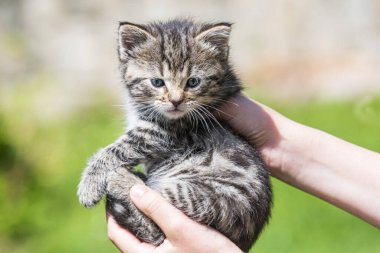 Küçük kedi yavrusu çimenlerin üzerinde güneş ışığında bulanık arka planda.