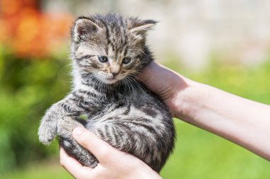 Küçük kedi yavrusu çimenlerin üzerinde güneş ışığında bulanık arka planda.