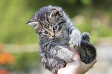 Küçük kedi yavrusu çimenlerin üzerinde güneş ışığında bulanık arka planda.