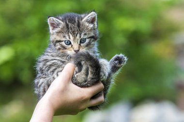 Küçük kedi yavrusu çimenlerin üzerinde güneş ışığında bulanık arka planda.