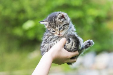 Küçük kedi yavrusu çimenlerin üzerinde güneş ışığında bulanık arka planda.