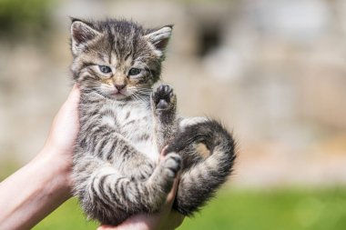 Küçük kedi yavrusu çimenlerin üzerinde güneş ışığında bulanık arka planda.