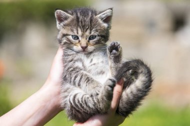 Küçük kedi yavrusu çimenlerin üzerinde güneş ışığında bulanık arka planda.