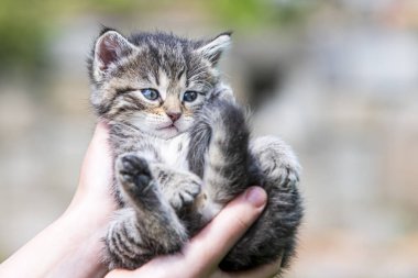 Küçük kedi yavrusu çimenlerin üzerinde güneş ışığında bulanık arka planda.