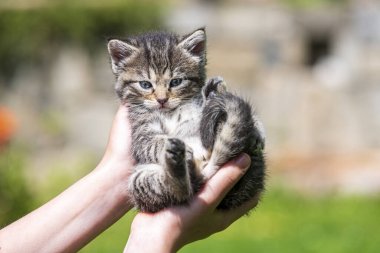 Küçük kedi yavrusu çimenlerin üzerinde güneş ışığında bulanık arka planda.