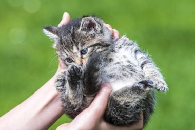 Küçük kedi yavrusu çimenlerin üzerinde güneş ışığında bulanık arka planda.