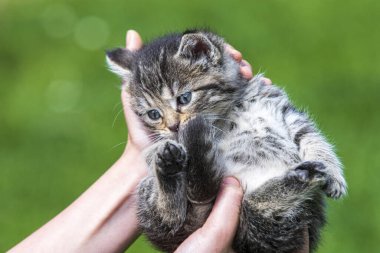 Küçük kedi yavrusu çimenlerin üzerinde güneş ışığında bulanık arka planda.