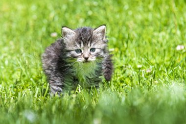 Güneş ışığında çimenlerde oynayan sevimli bir kedi yavrusu.