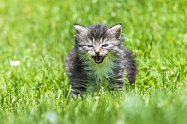 Güneş ışığında çimenlerde oynayan sevimli bir kedi yavrusu.