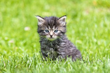 Güneş ışığında çimenlerde oynayan sevimli bir kedi yavrusu.
