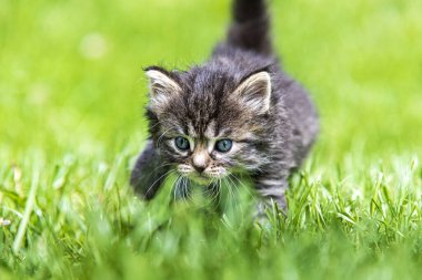 Güneş ışığında çimenlerde oynayan sevimli bir kedi yavrusu.