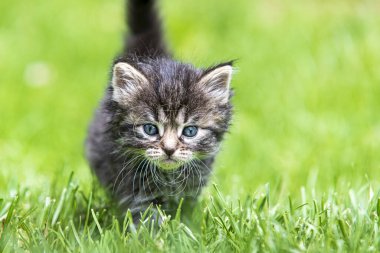 Güneş ışığında çimenlerde oynayan sevimli bir kedi yavrusu.