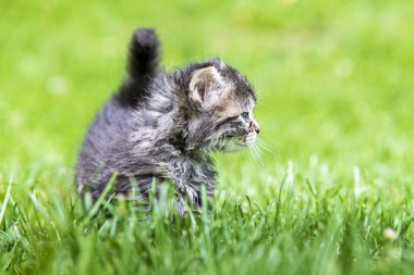 Güneş ışığında çimenlerde oynayan sevimli bir kedi yavrusu.