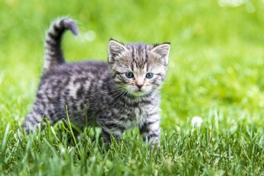 Güneş ışığında çimenlerde oynayan sevimli bir kedi yavrusu.