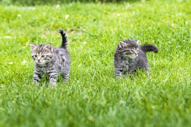 Güneş ışığında çimenlerde oynayan iki sevimli kedi yavrusu.